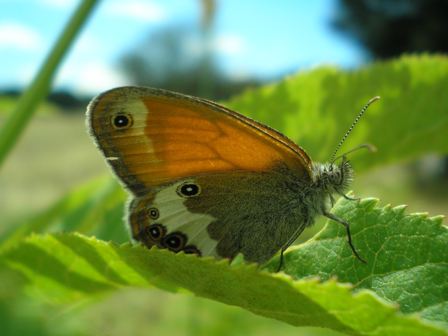 Satyrinae dei M.ti Sibillini da identificare